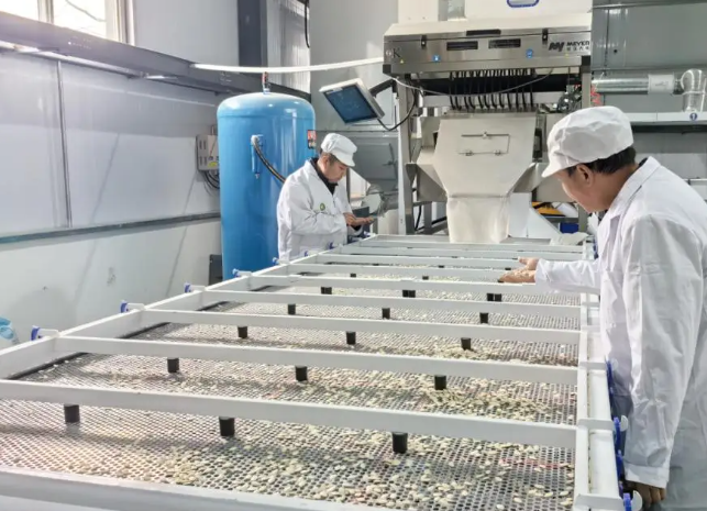 上海開一個(gè)瓜子廠要投資多少錢？全流程成本拆解與運(yùn)營(yíng)策略