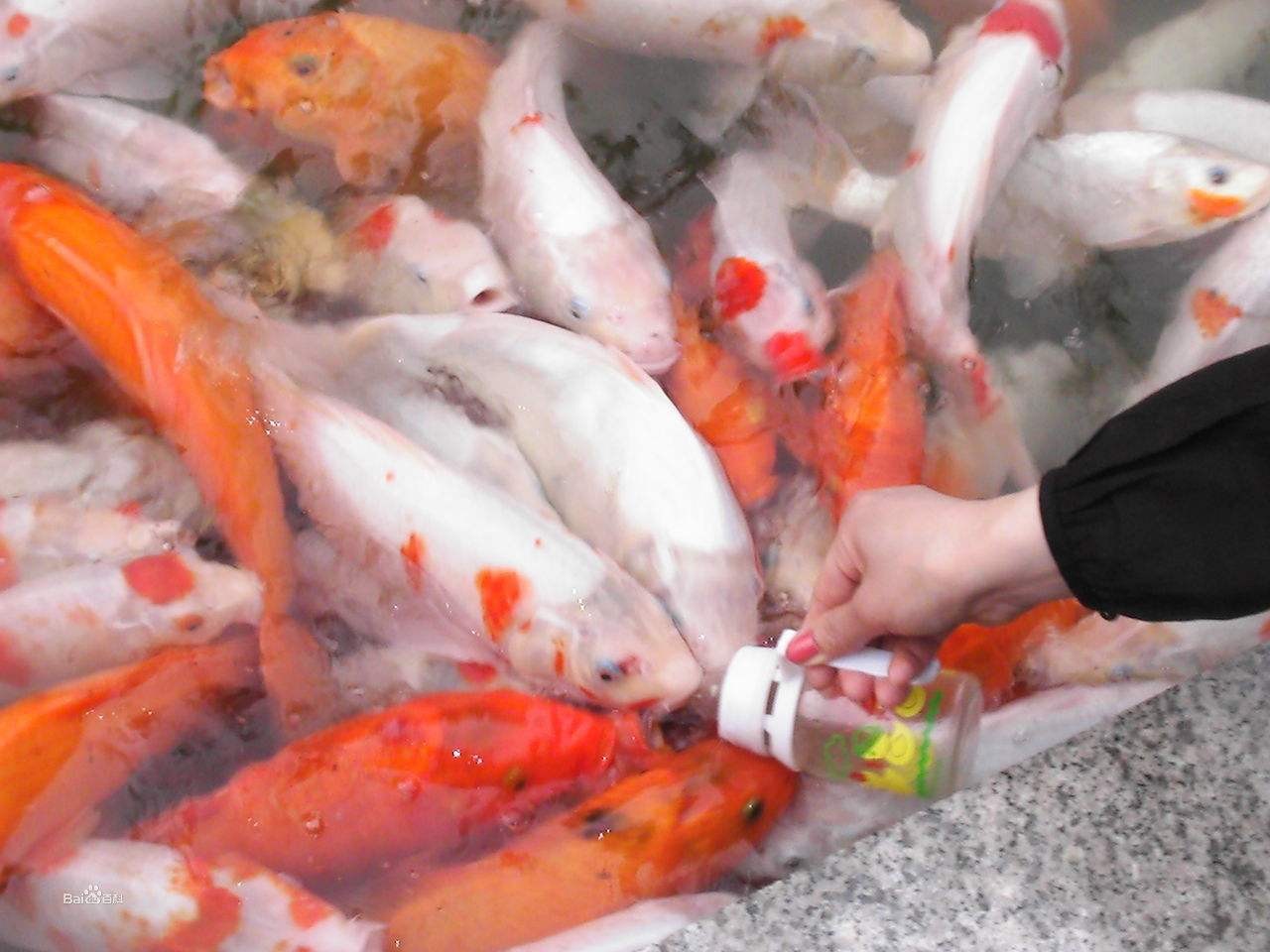魚(yú)你同樂(lè)吃奶魚(yú)加盟